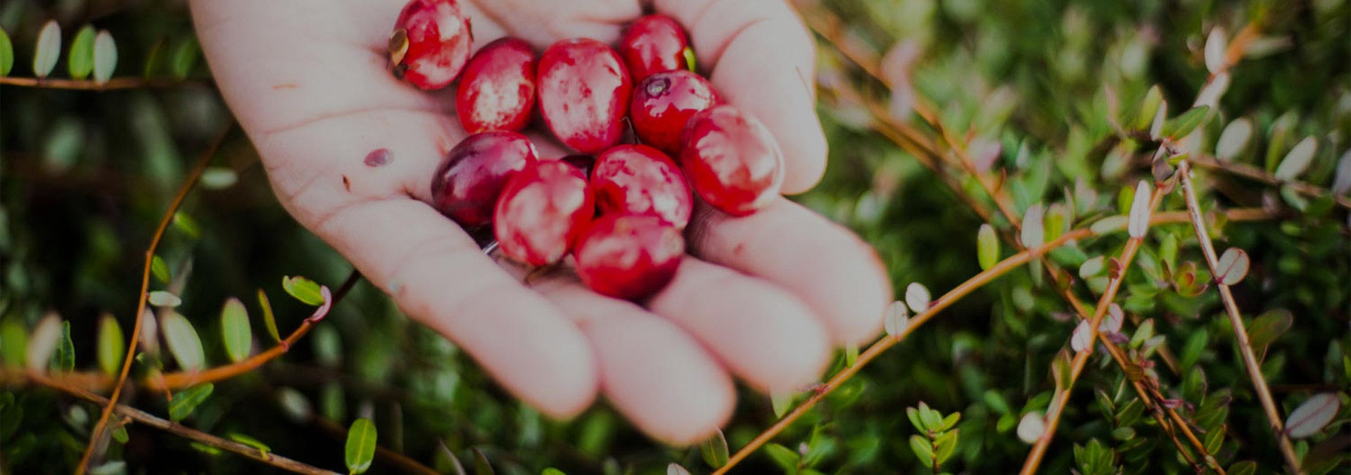 Image of Golden Eagle Cranberries