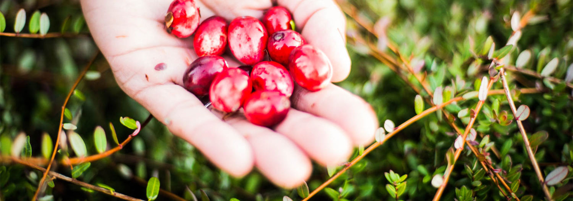 Image of Golden Eagle Cranberries