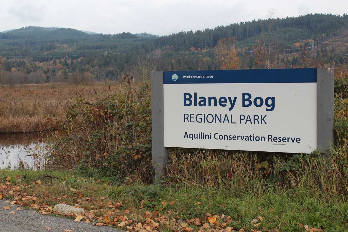 Image of Aquilini Conservation Reserve – Blaney Bog Image of Aquilini Conservation Reserve - Blaney Bog
