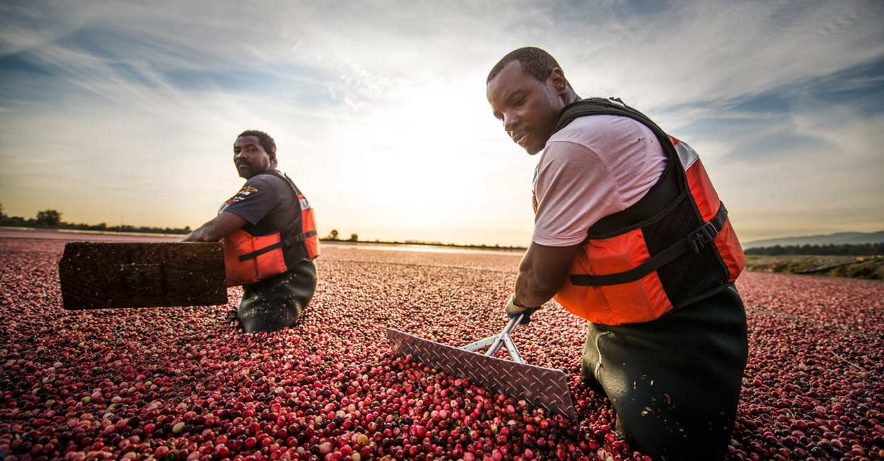 Image of Golden Eagle Cranberries